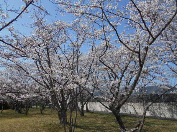 DSCN8498 600x450 - 桜🌸見物・・多床室編