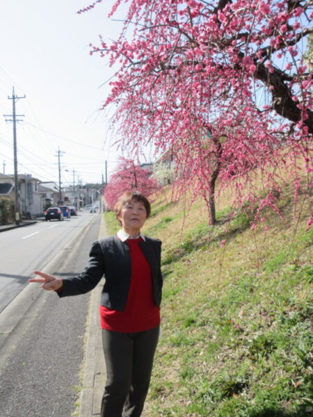 IMG 2697 450x600 - 【季節行事】観梅ドライブ