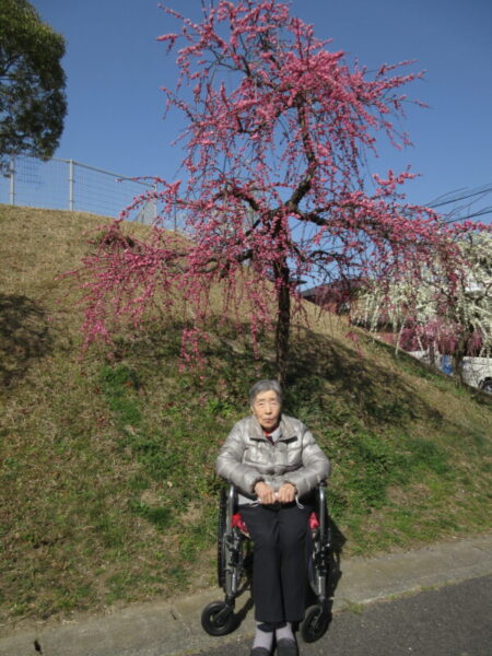 IMG 2708 450x600 - 【季節行事】観梅ドライブ
