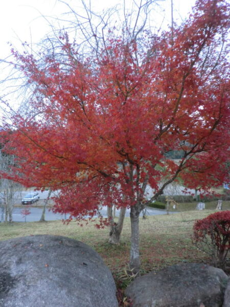 CIMG3670 1 450x600 - ユニット紅葉🍁ドライブ🚙　partⅡ