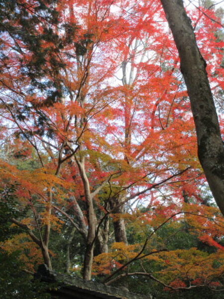 IMG 8002 450x600 - 【季節行事】紅葉狩りドライブ