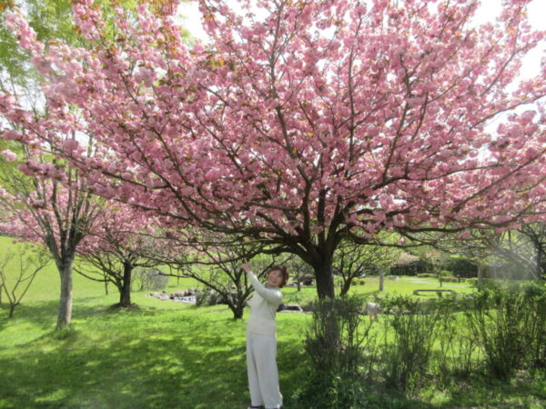 IMG 0617 600x450 - 【季節行事】八重桜、藤の花見物!!