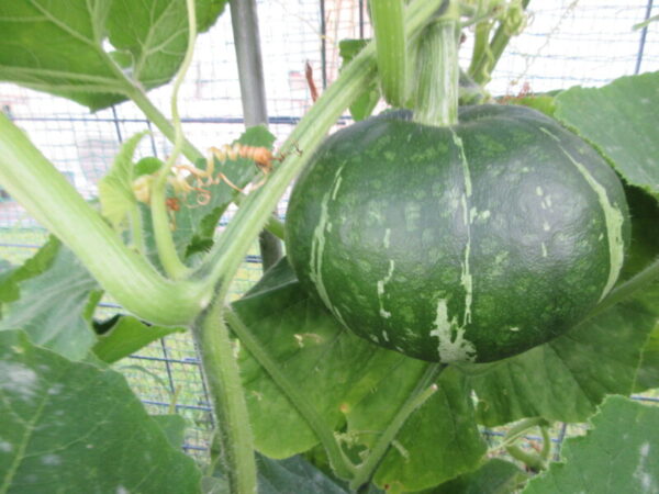 IMG 1600 600x450 - 【季節行事】夏野菜収穫!!