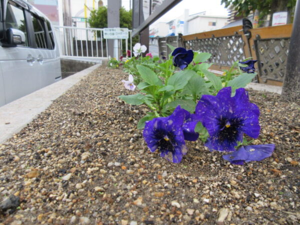 IMG 5365 600x450 - 【地域交流】スーパーの花壇の花植え