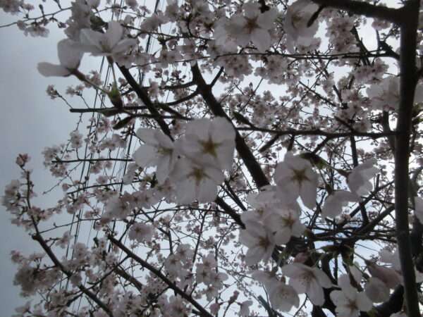 IMG 6189 600x450 - 【レクリエーション】さくらの壁画🌸