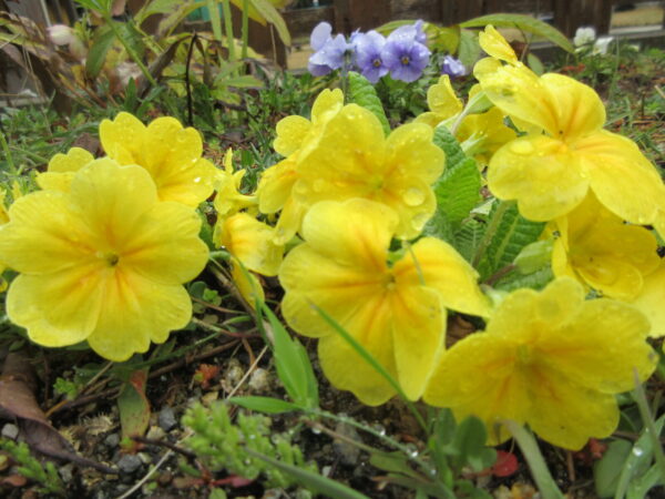 IMG 6194 600x450 - 【レクリエーション】さくらの壁画🌸