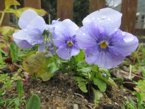 IMG 6195 600x450 - 【レクリエーション】さくらの壁画🌸