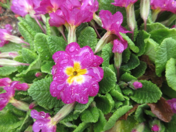 IMG 6196 600x450 - 【レクリエーション】さくらの壁画🌸