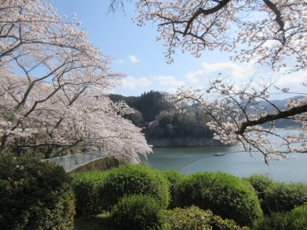 IMG 6304 600x450 - 【季節行事】さくらドライブ🌸🚙🌳