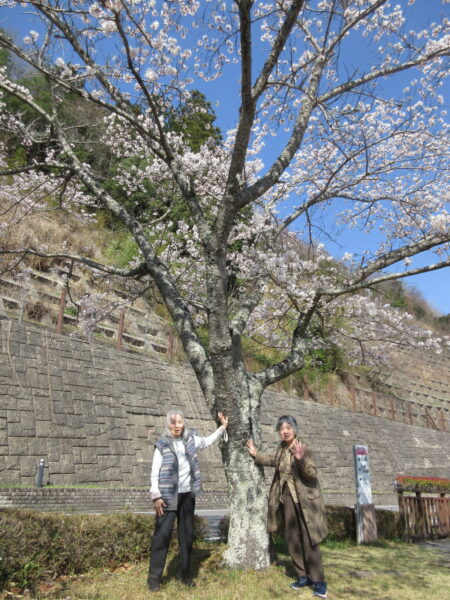 IMG 6363 450x600 - 【季節行事】さくらドライブ🌸🚙🌳