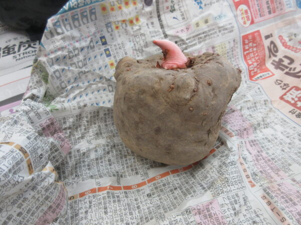 IMG 6711 600x450 - 【季節行事】こんにゃく作り🧊